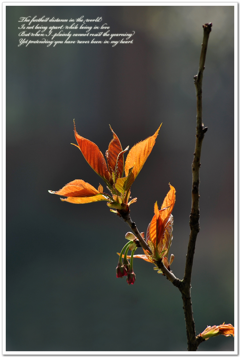 #版主坐堂#[尼康D7100星空(中国)]2015年4月份优秀精华作品总汇