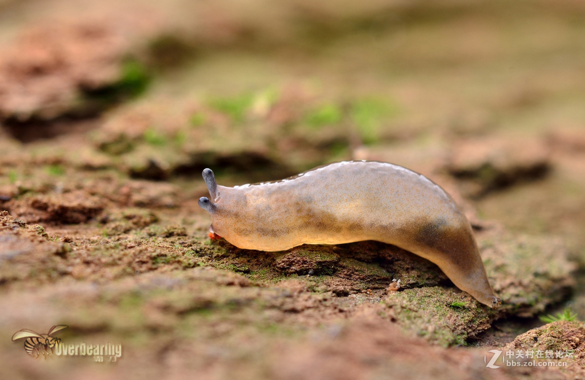 火炉山第一次打虫记