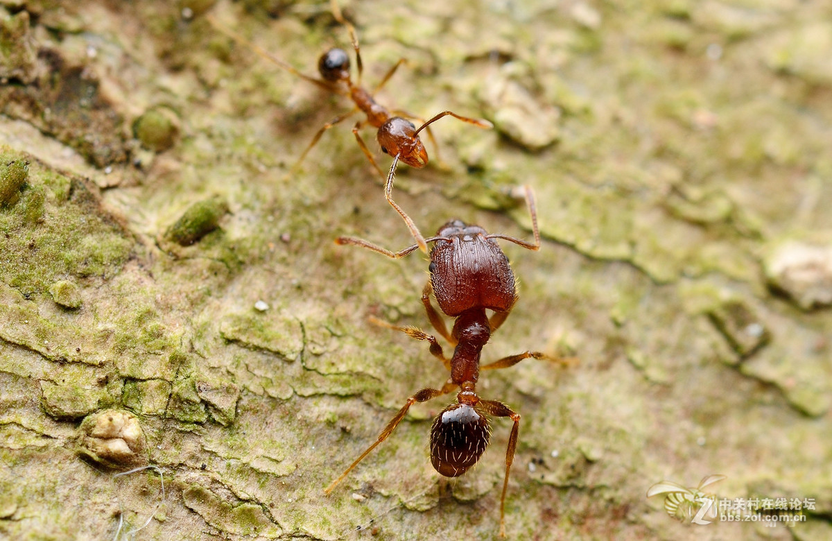 火炉山第一次打虫记