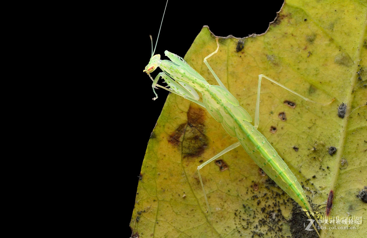 火炉山第一次打虫记