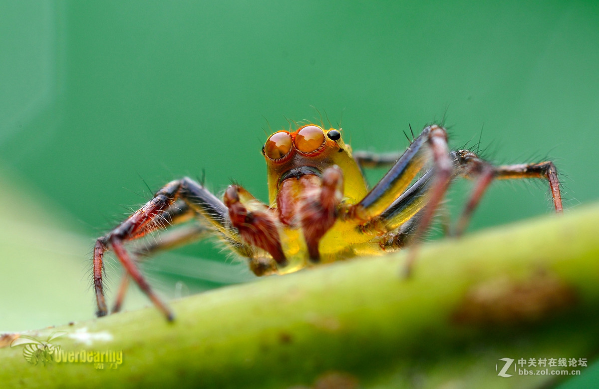 火炉山第一次打虫记