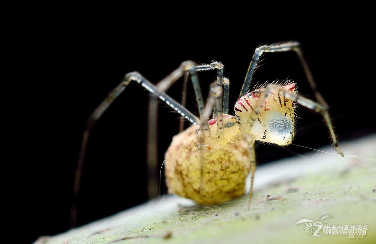 火炉山第一次打虫记
