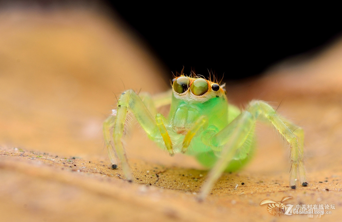 火炉山第一次打虫记