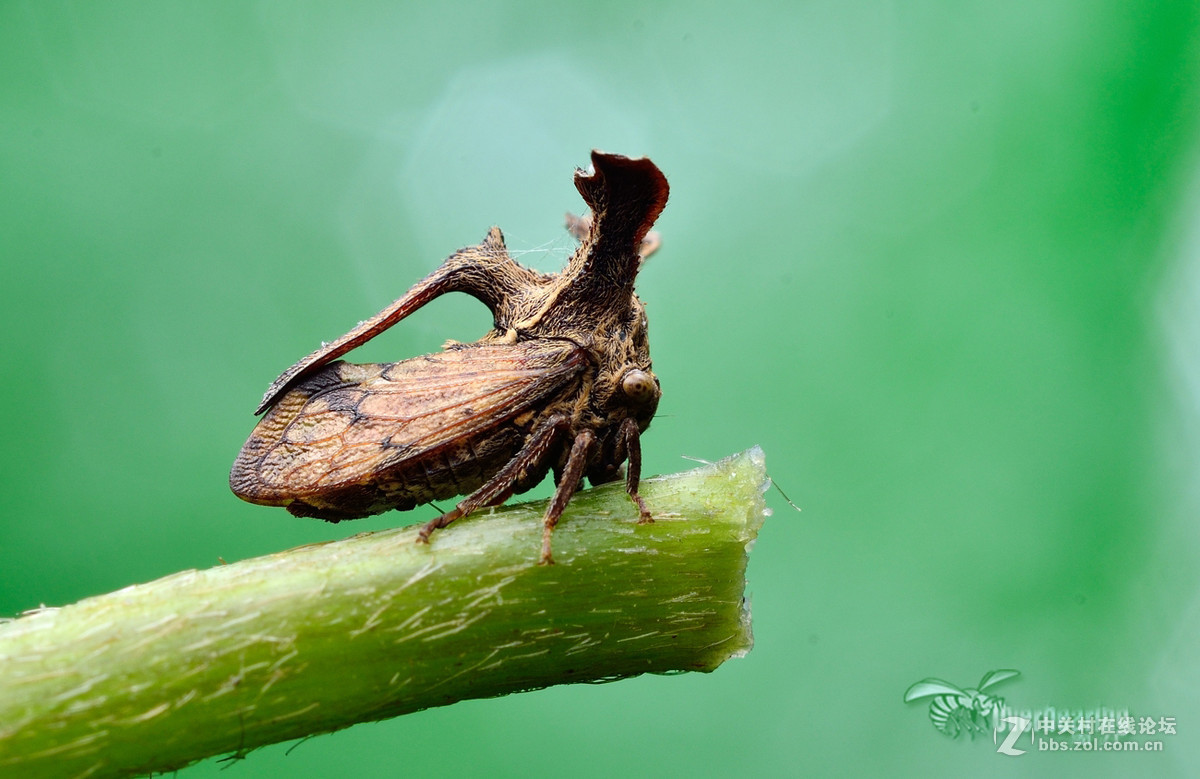 火炉山第一次打虫记