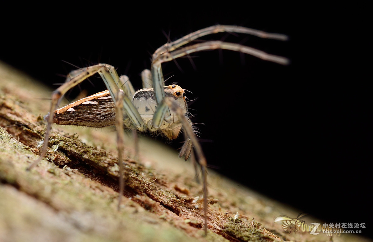 火炉山第一次打虫记