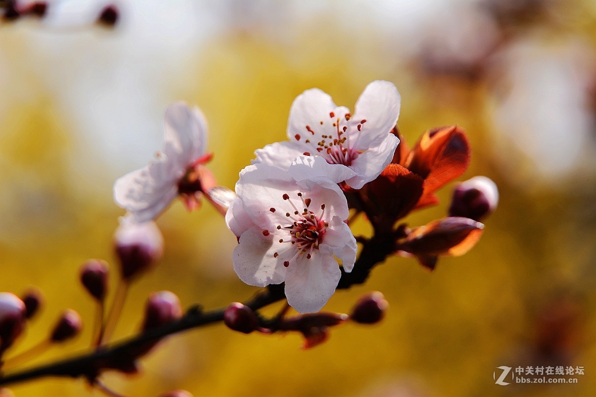 #版主坐堂#[尼康D7100星空(中国)]2015年4月份优秀精华作品总汇