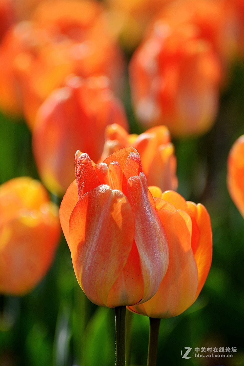 #版主坐堂#[尼康D7100星空(中国)]2015年4月份优秀精华作品总汇