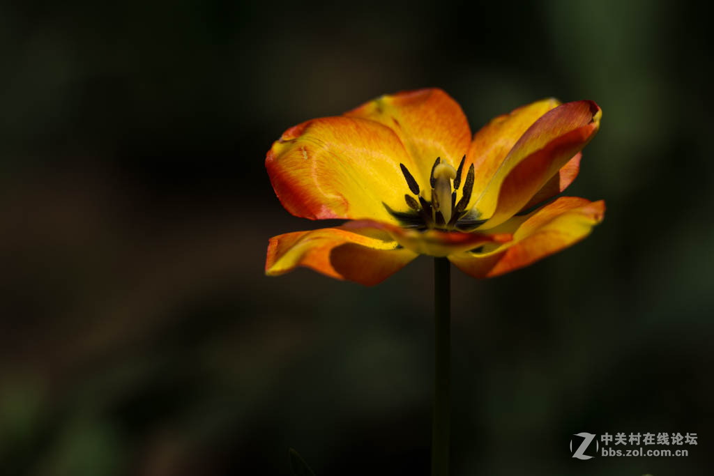 #版主坐堂#[尼康D7100星空(中国)]2015年4月份优秀精华作品总汇