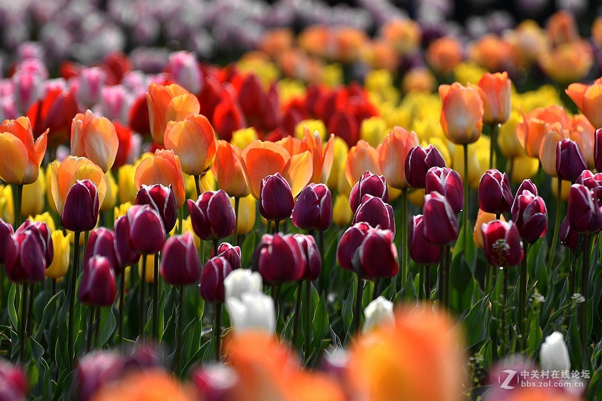 #版主坐堂#[尼康D7100星空(中国)]2015年4月份优秀精华作品总汇