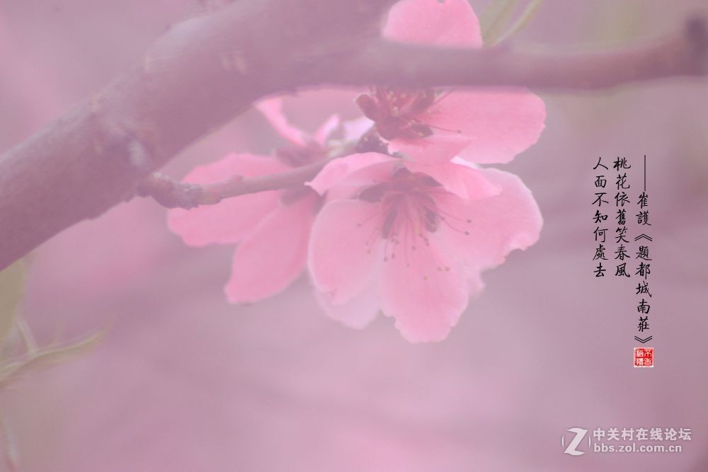 桃花依旧笑春风