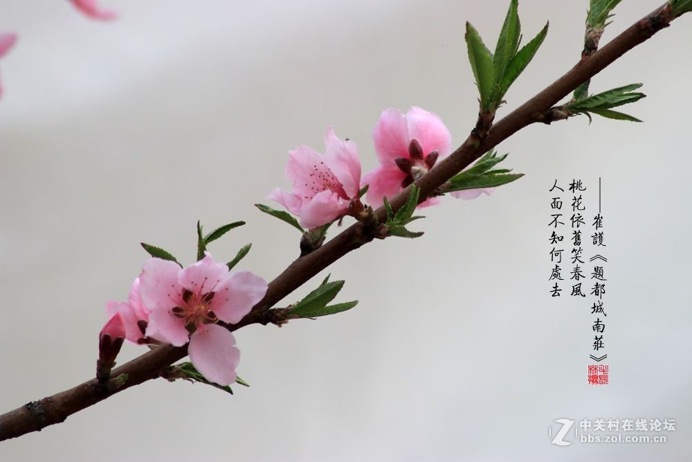 桃花依旧笑春风