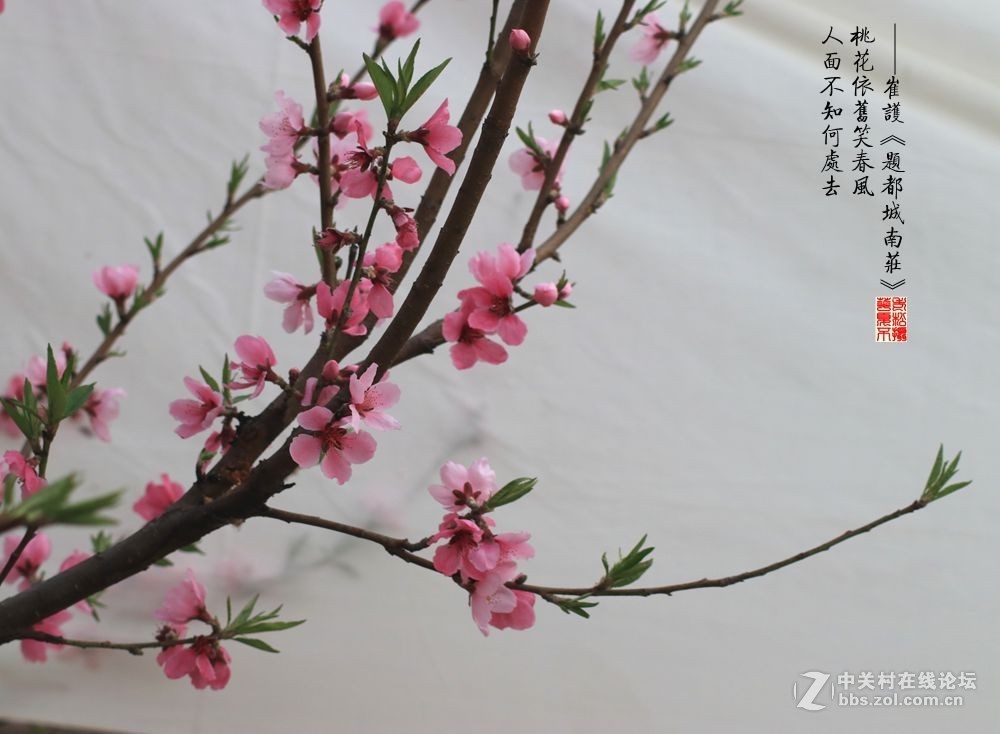 桃花依旧笑春风