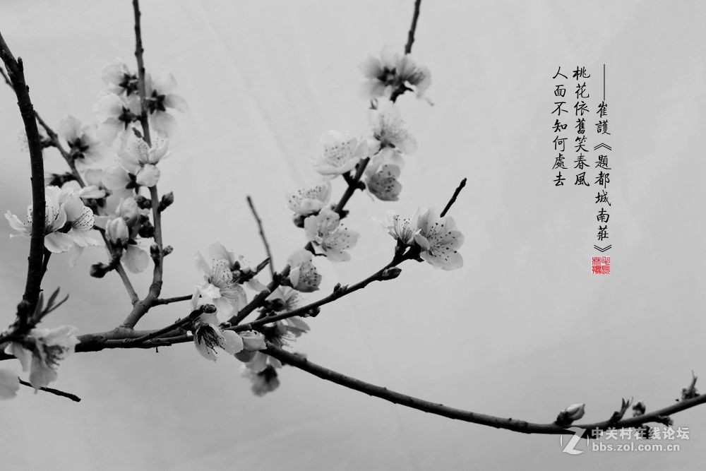 桃花依旧笑春风