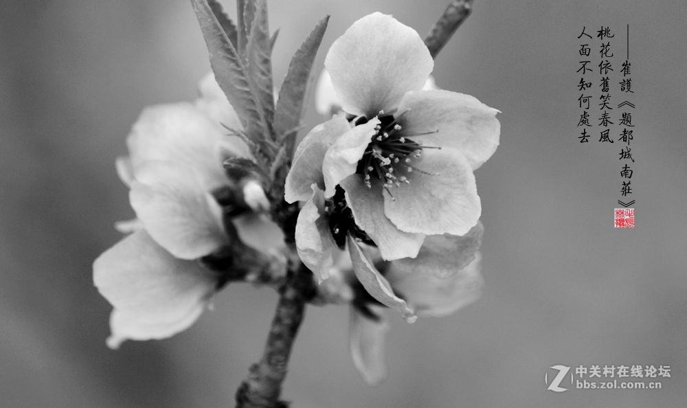 桃花依旧笑春风