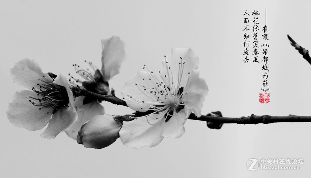 桃花依旧笑春风