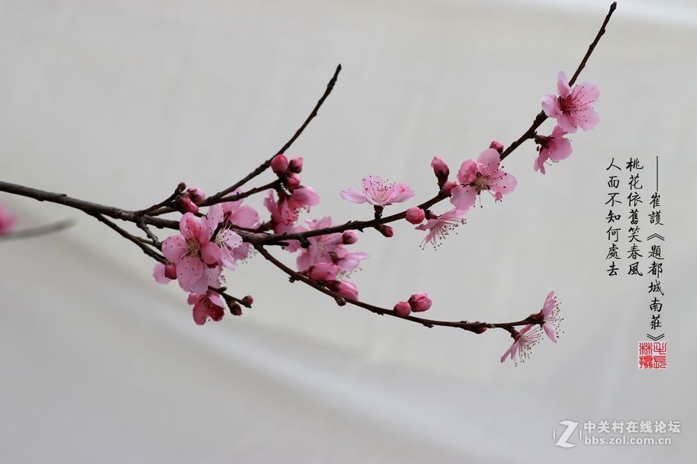 桃花依旧笑春风