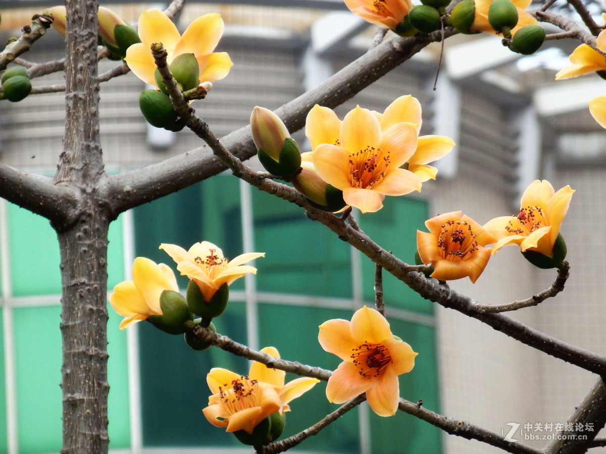 奥巴SZ31MR拍下稀有的黄色木棉花