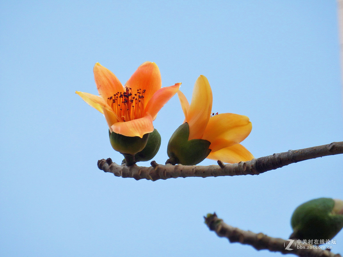 奥巴SZ31MR拍下稀有的黄色木棉花