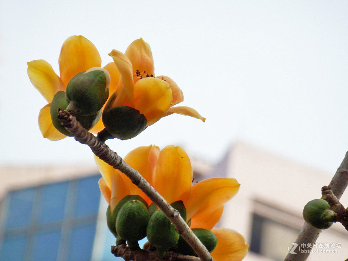 奥巴SZ31MR拍下稀有的黄色木棉花