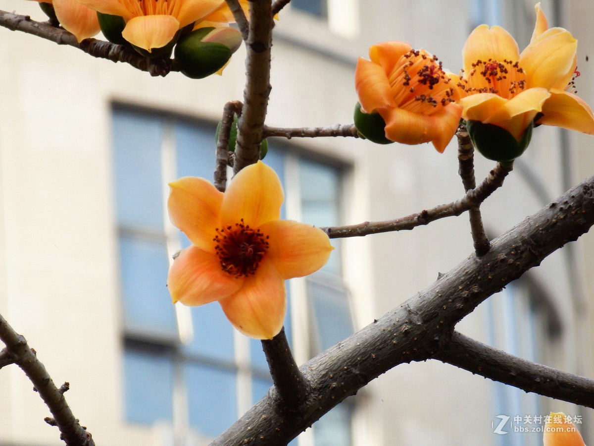 奥巴SZ31MR拍下稀有的黄色木棉花