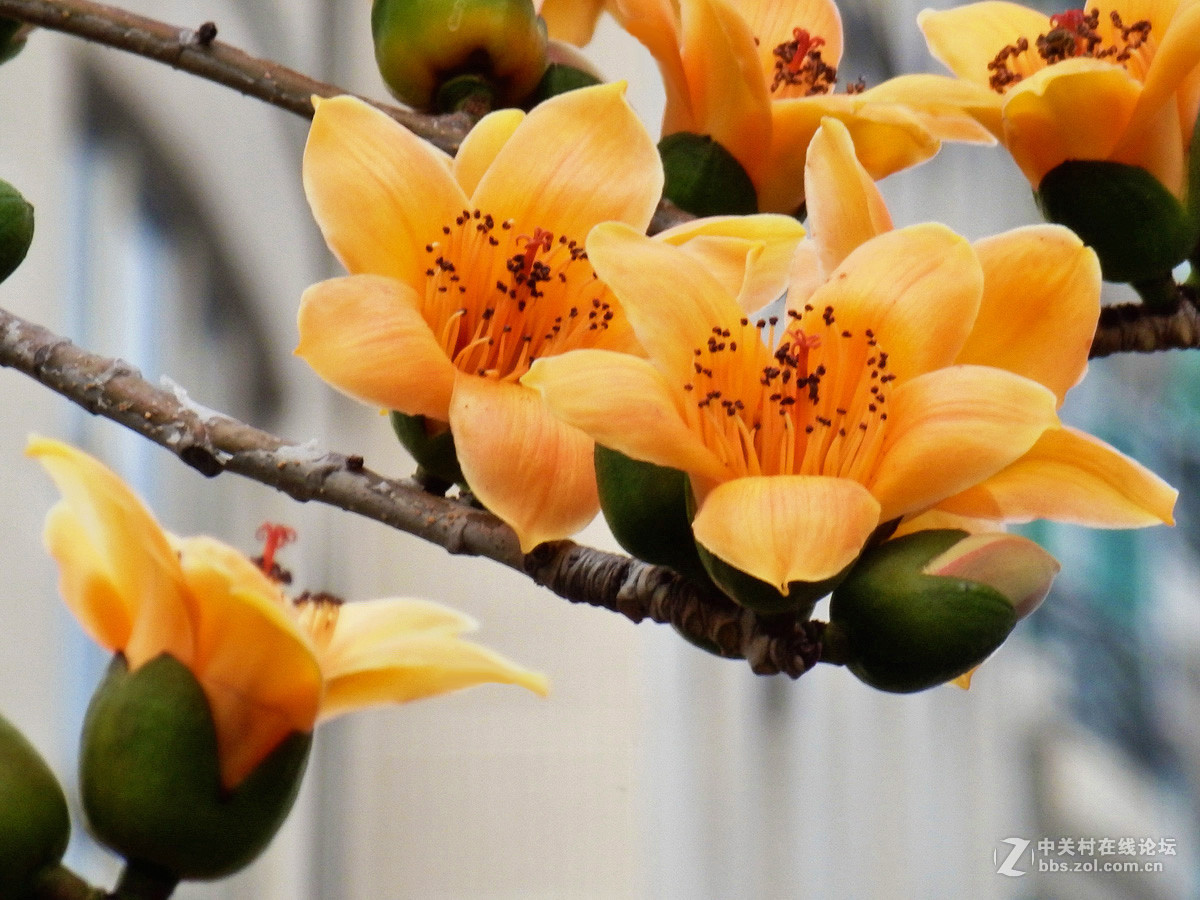 奥巴SZ31MR拍下稀有的黄色木棉花