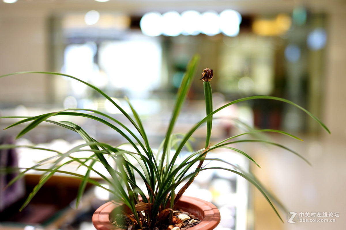 逛珠宝店（FE35/1.4镜头小试）续