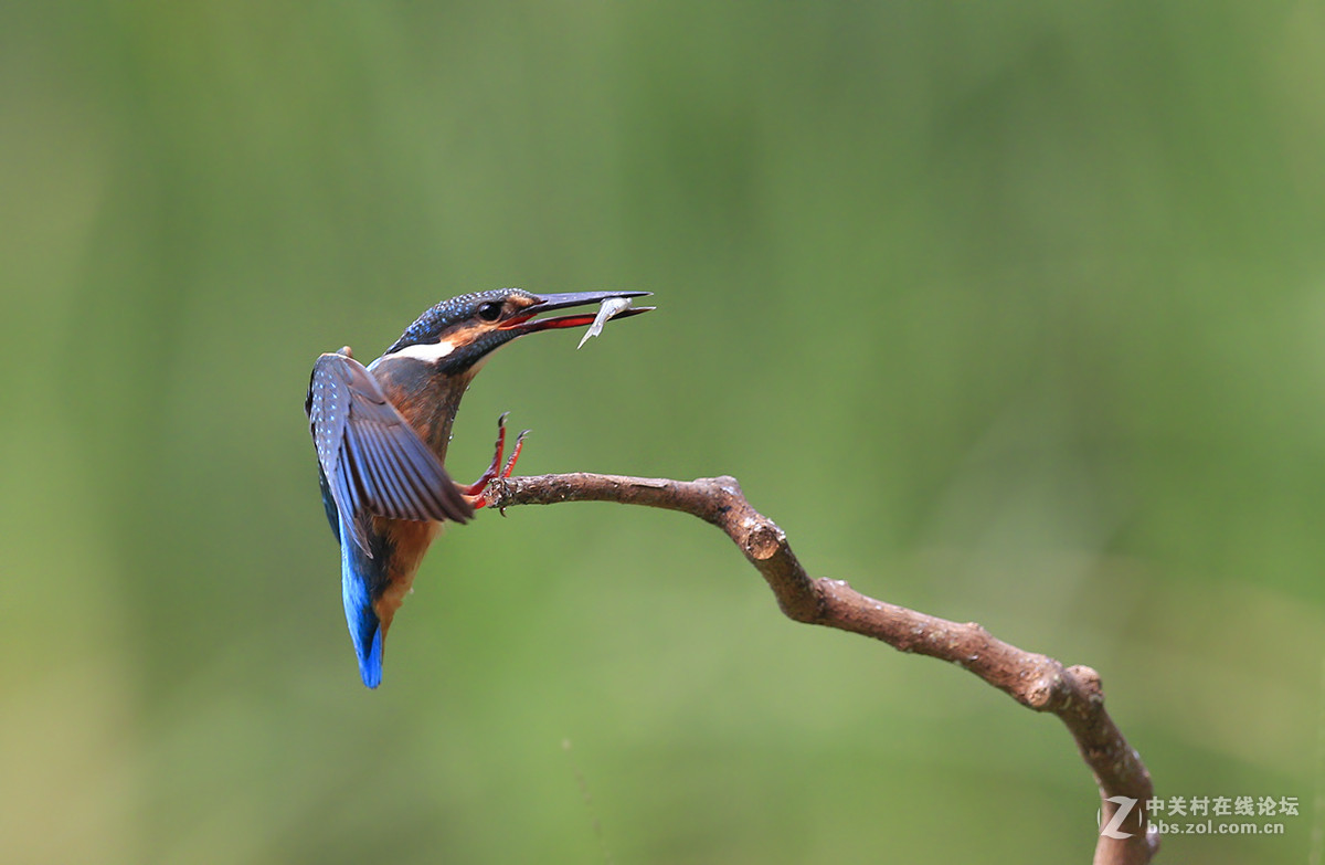 ----------新拍的翠鸟----------
