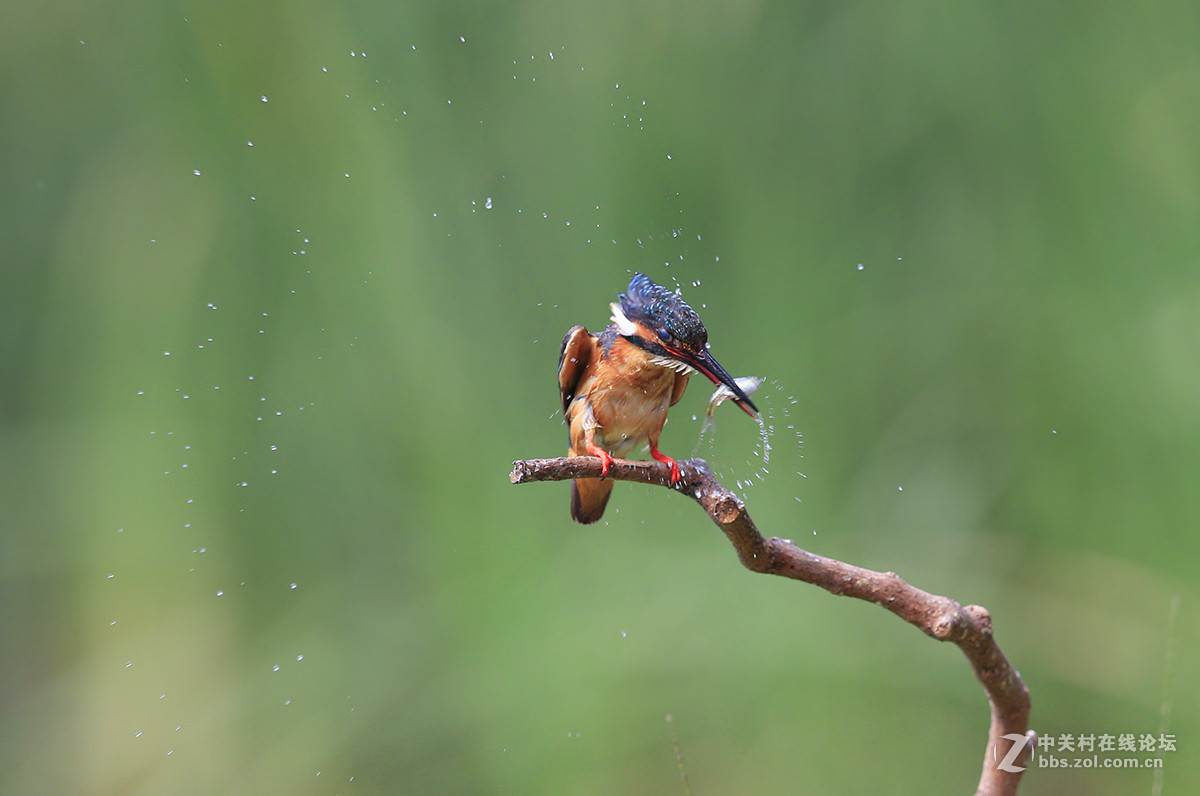 ----------新拍的翠鸟----------
