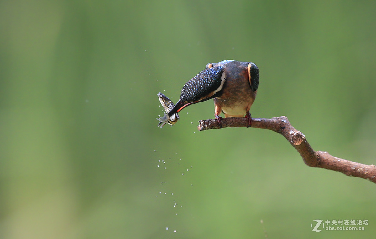 ----------新拍的翠鸟----------
