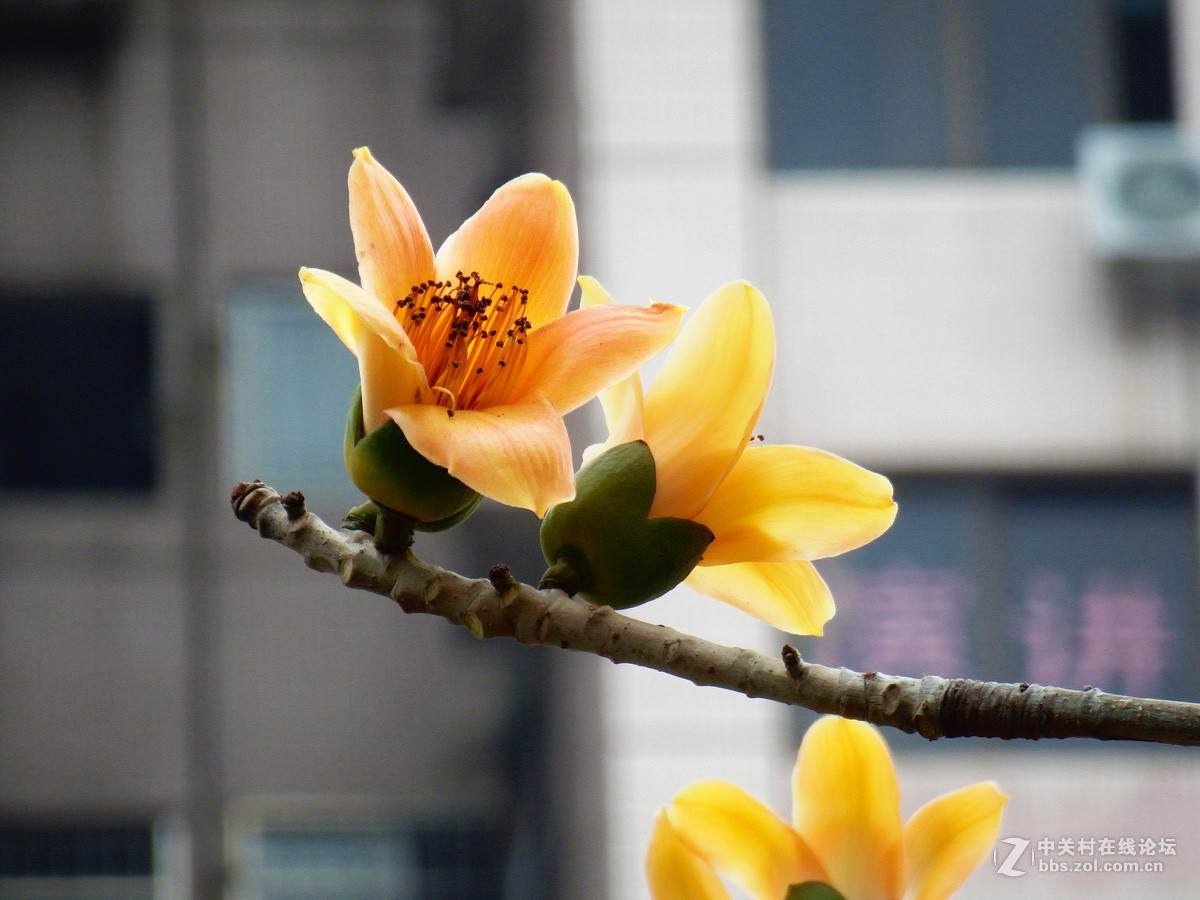 奥巴SZ31MR拍下稀有的黄色木棉花