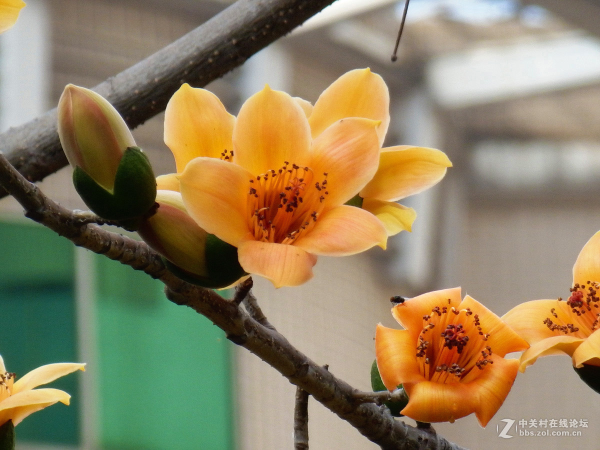奥巴SZ31MR拍下稀有的黄色木棉花