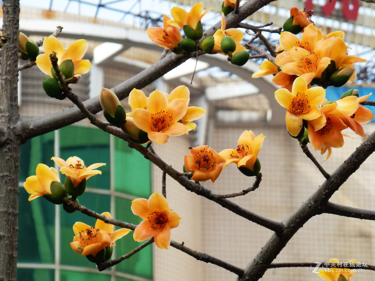 奥巴SZ31MR拍下稀有的黄色木棉花