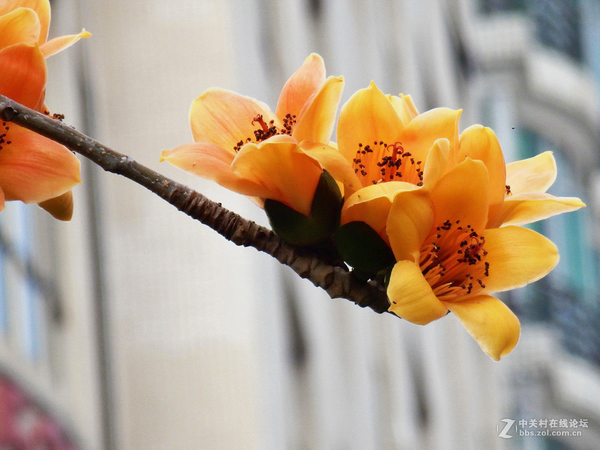 奥巴SZ31MR拍下稀有的黄色木棉花