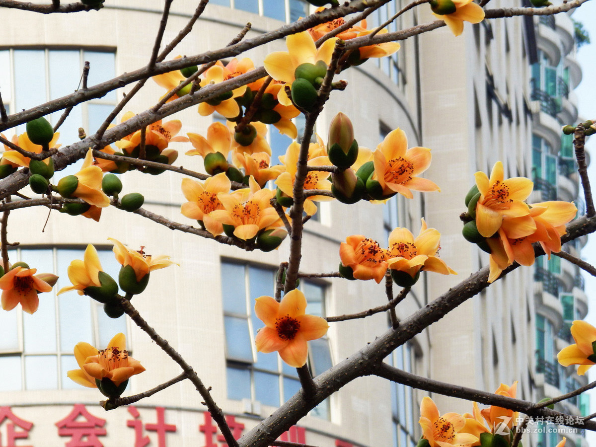 奥巴SZ31MR拍下稀有的黄色木棉花