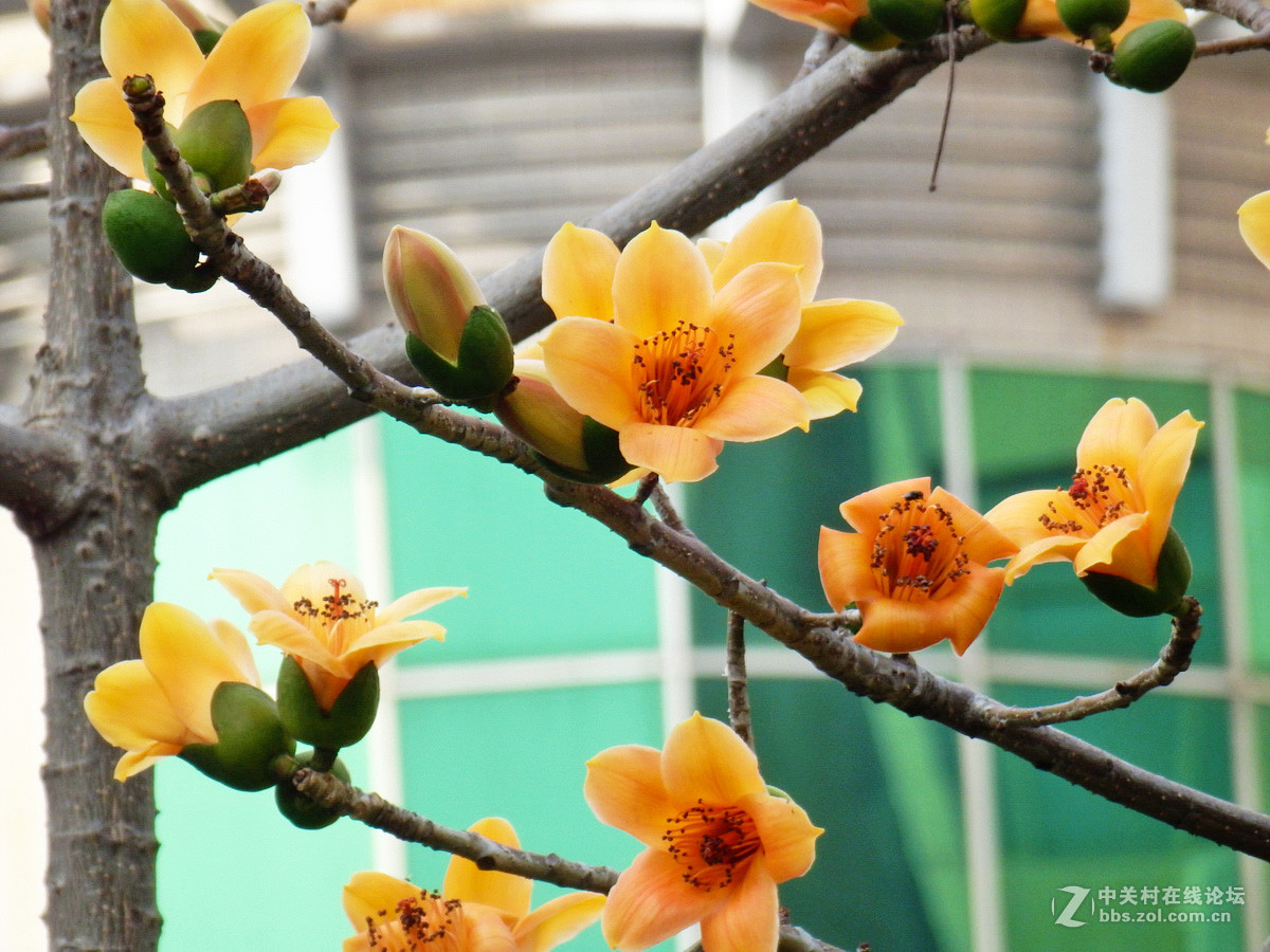 奥巴SZ31MR拍下稀有的黄色木棉花