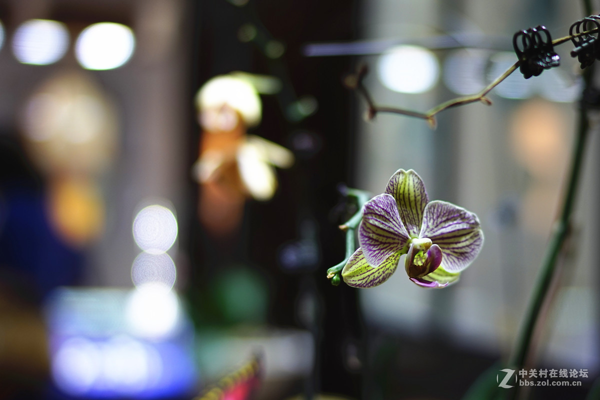 逛珠宝店（FE35/1.4镜头小试）续