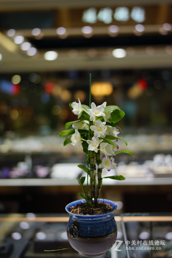 逛珠宝店（FE35/1.4镜头小试）续