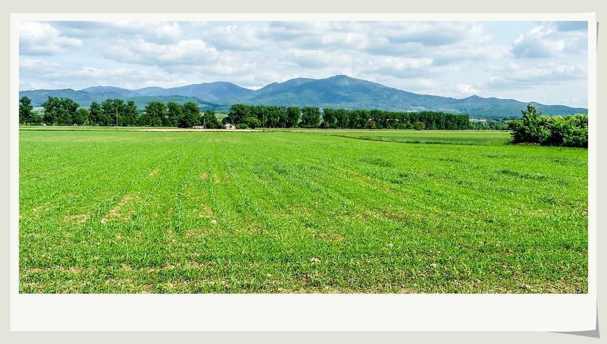 阳光普照的田园