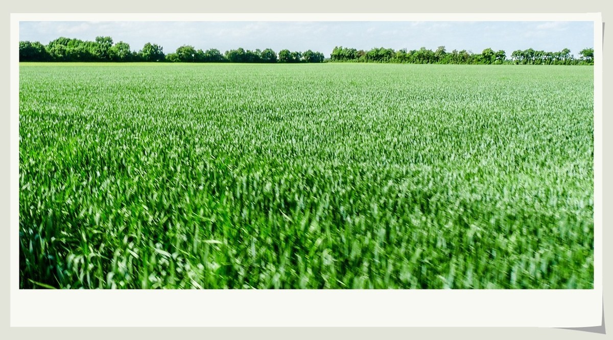 阳光普照的田园