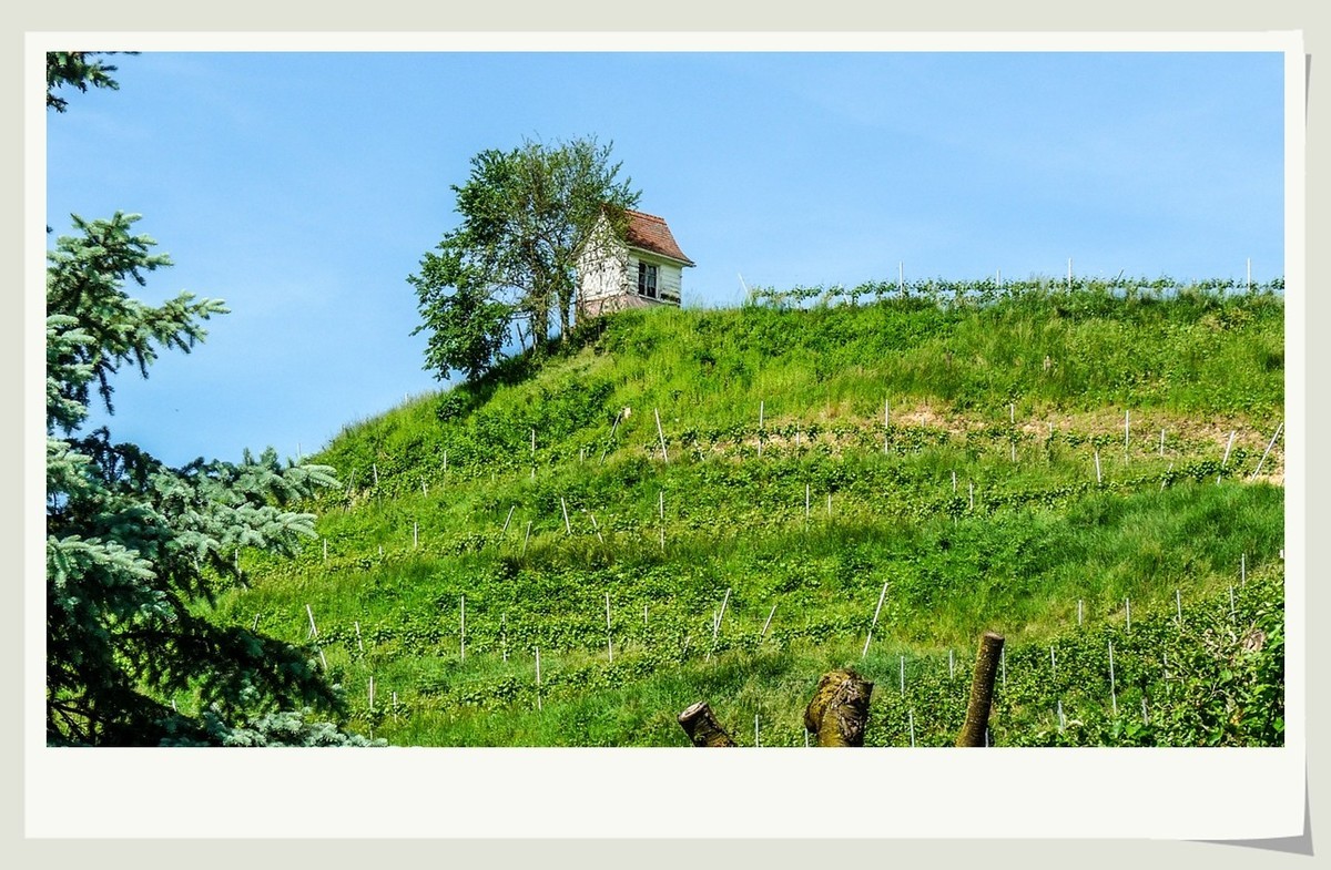 阳光普照的田园