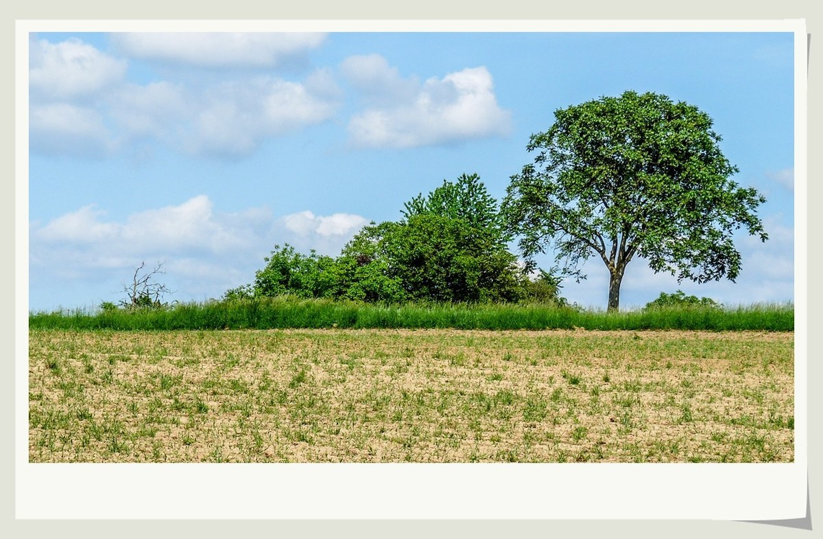 阳光普照的田园
