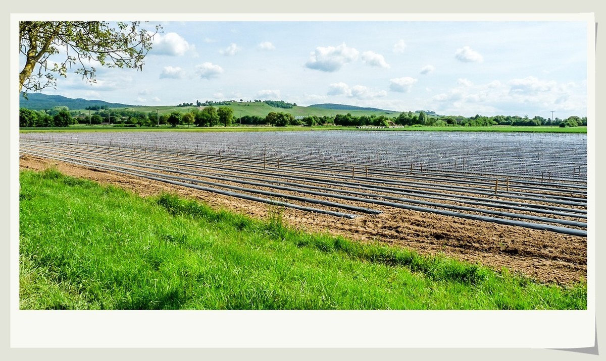 阳光普照的田园