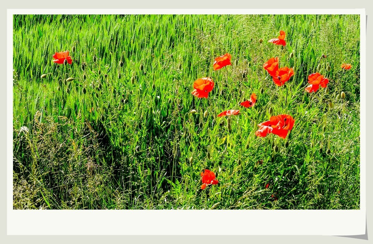 阳光普照的田园