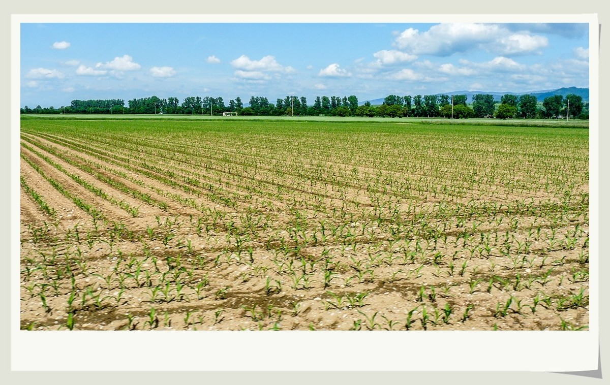 阳光普照的田园