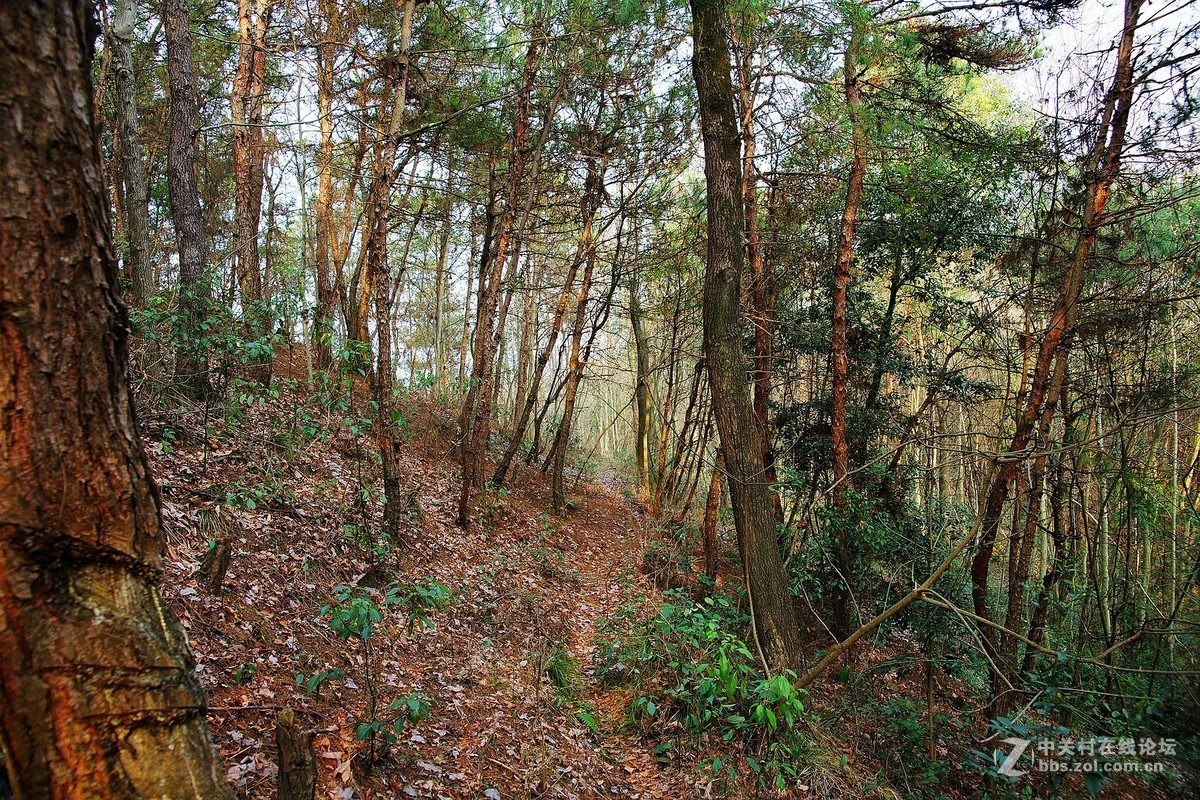 行走林间
