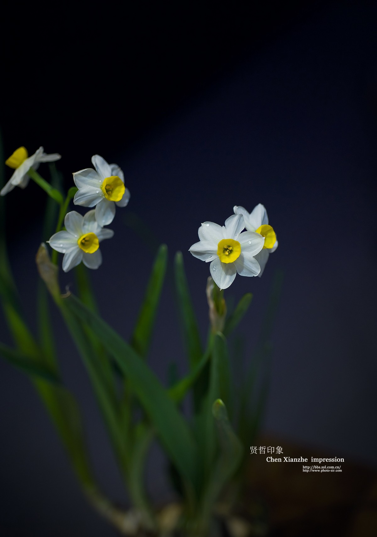 【一组水仙】---- 共抗疫情！！