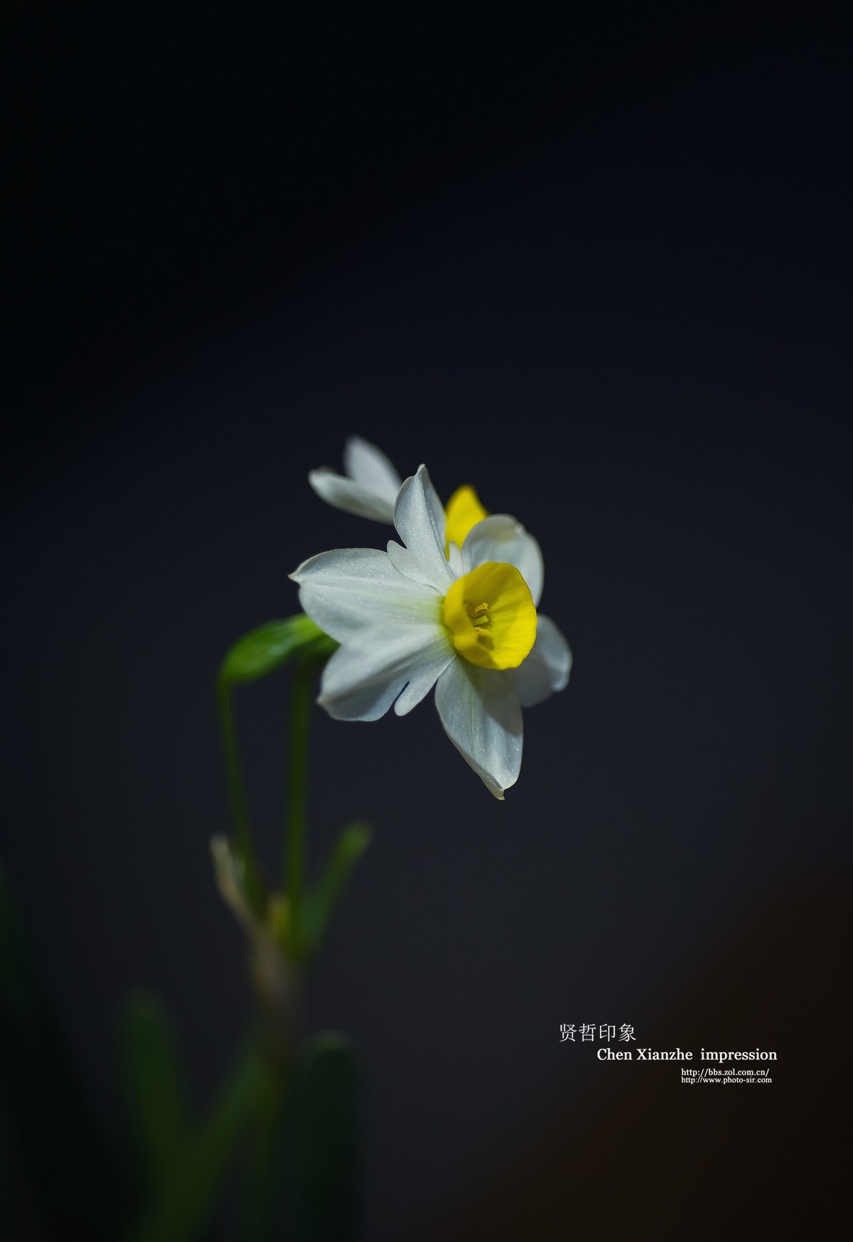 【一组水仙】---- 共抗疫情！！