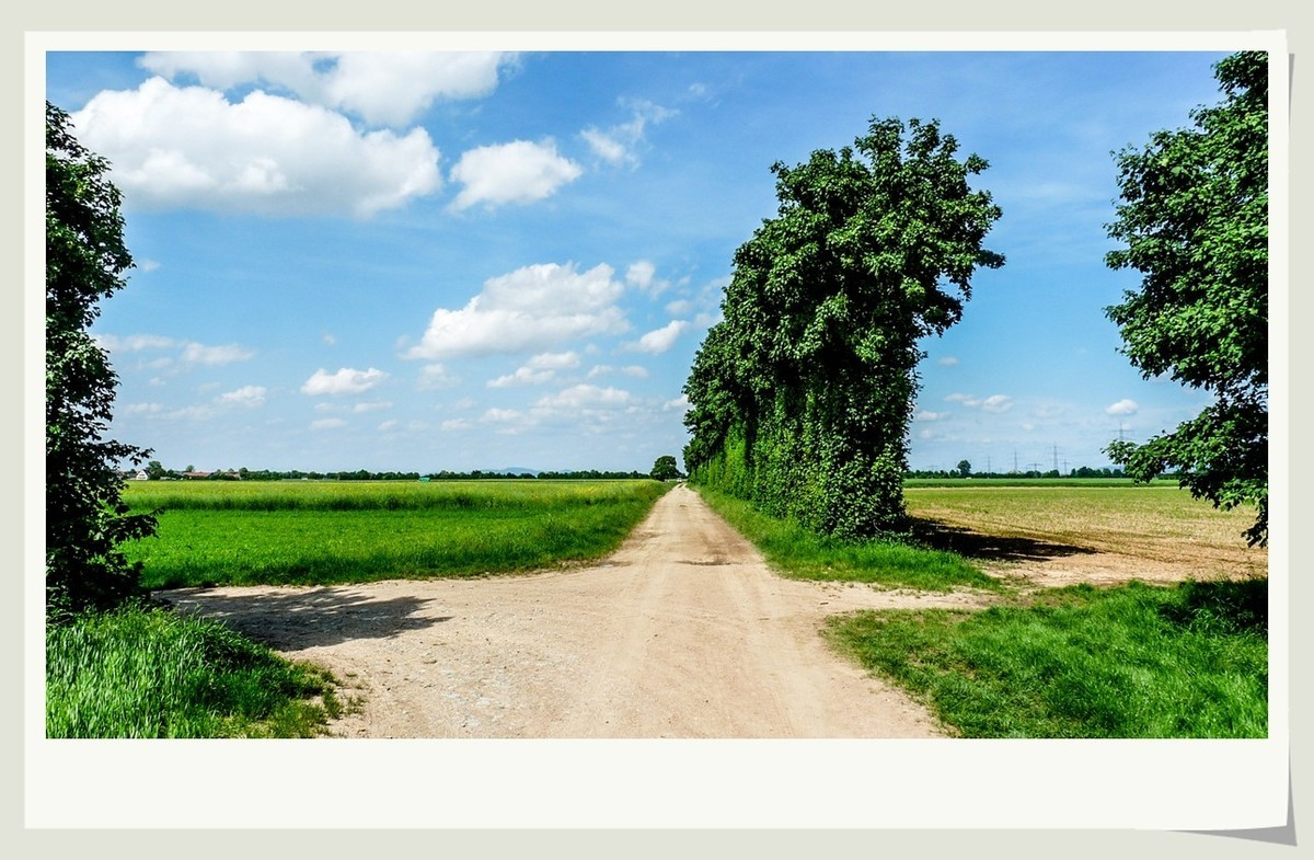 阳光普照的田园