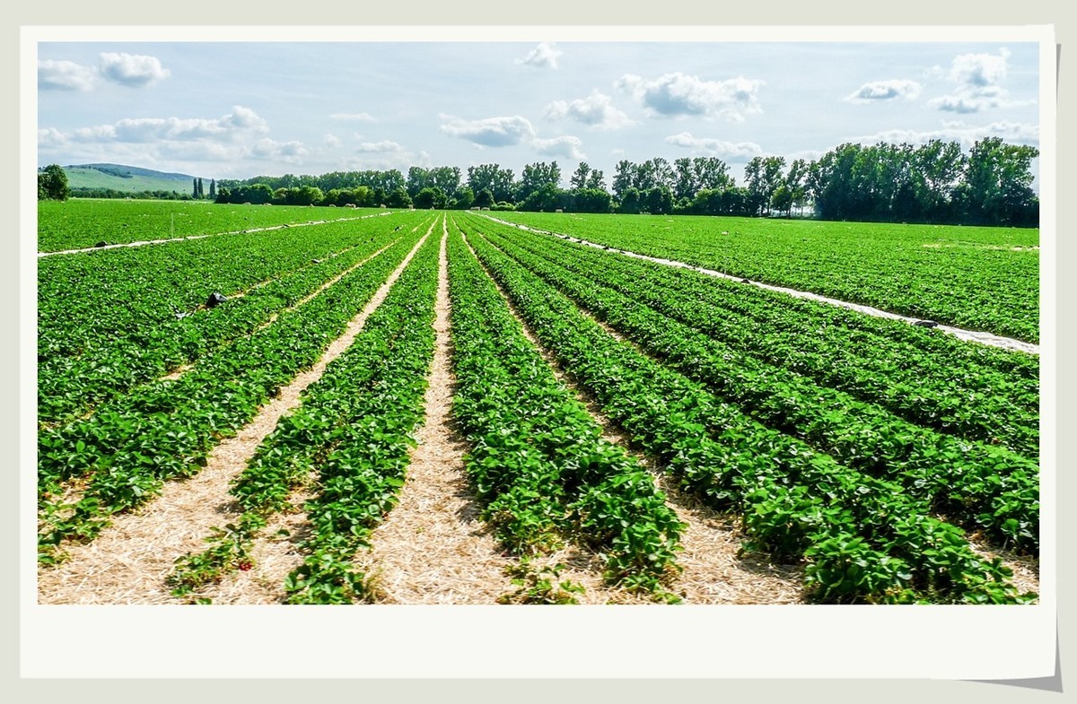 阳光普照的田园