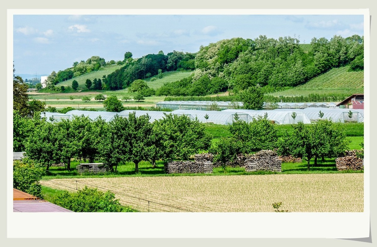 阳光普照的田园